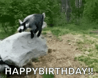 Goat Goats GIF