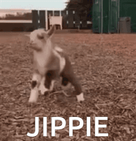 Goat Jippie Goat Yippie GIF
