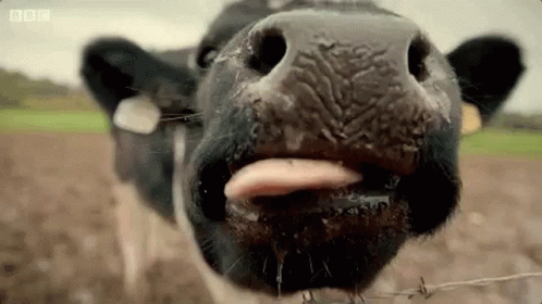 Goat Kisses GIF