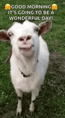 Goat Lick GIF