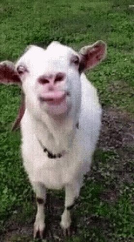 Goat Licking GIF