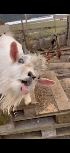 Goat Nag GIF