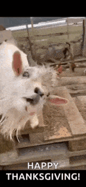 Goat Nag GIF
