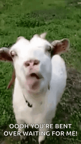 Goat GIF