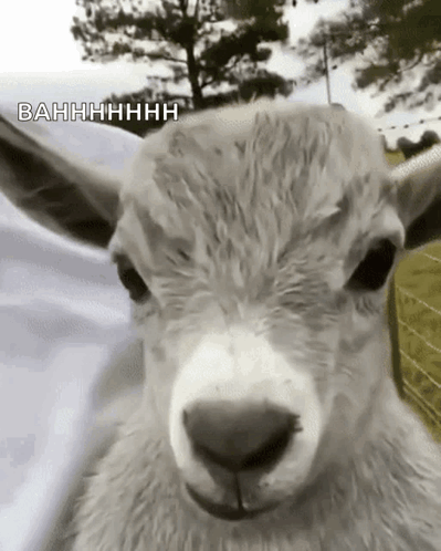 Goat GIF. This 399 x 498 animated GIF is part of our goat collection. Created by zodeee. View the original animation, share it, or browse related GIFs.