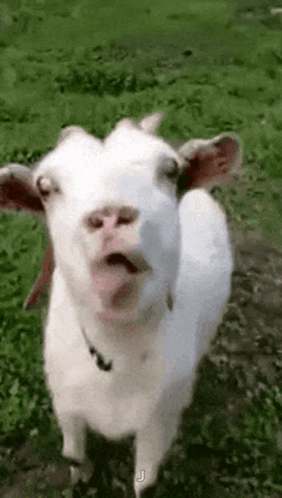 Goat Rimidarling GIF