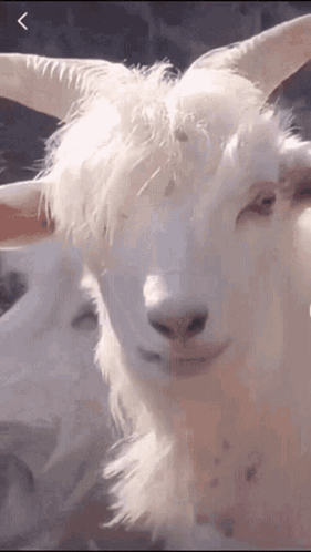 Goat Smile GIF. This 281 x 498 animated GIF is part of our goat collection. Related themes include flirt, smile. Created by tiagogilbatista. View the…