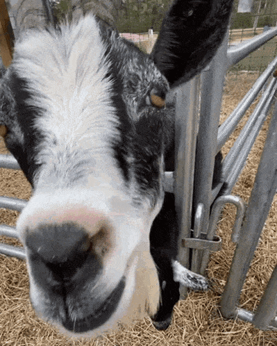 Goat Tongue GIF
