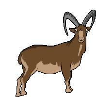 Goat Walia Ibex Sticker