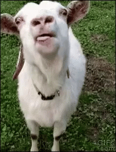 Goats Licking GIF