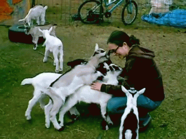 Goats Vs. Human GIF