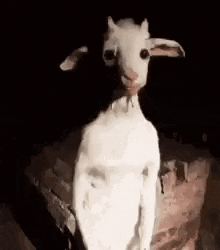 Goatwut GIF
