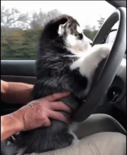 Going Home Dog GIF