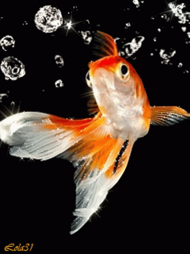 Gold Fish GIF