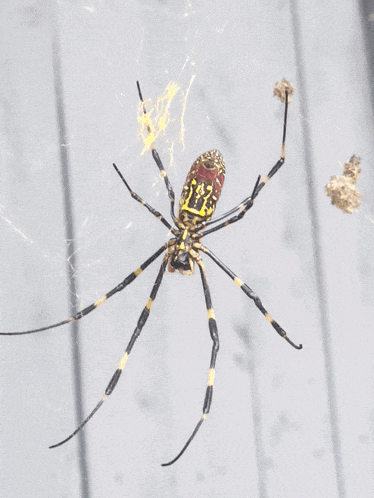 Golden Orb Weaver Korean Orb Weaver GIF