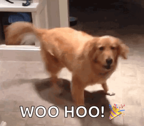Golden Retriever Dog GIF. This 498 x 436 animated GIF is part of our woohoo collection. Created by KCookie2012. View the original animation, share it, or…