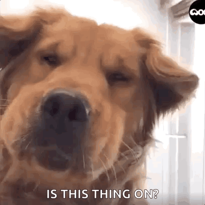 Golden Retriever Dog GIF. This 406 x 406 animated GIF is part of our hello is there anybody out there collection. Related themes include funny dog, hello…