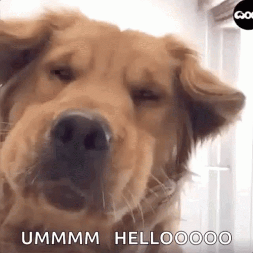 Golden Retriever Dog GIF. This 498 x 498 animated GIF is part of our hello is there anybody out there collection. Related themes include funny dog, hello…