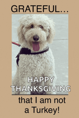 Goldendoodle Dog Memes Meme