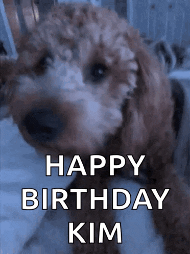 Goldendoodle Puppies GIF