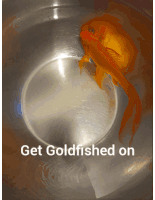 Goldfish Spin Get Goldfished On Sticker