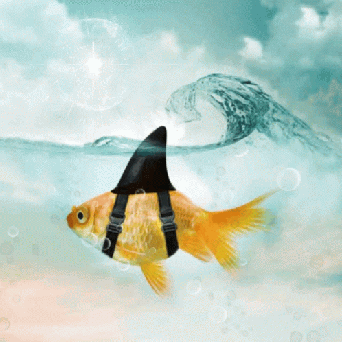 Goldfish Wave GIF
