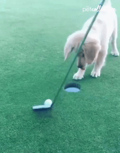 Golf GIF