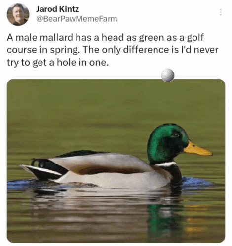 Golf Course Hole In One GIF