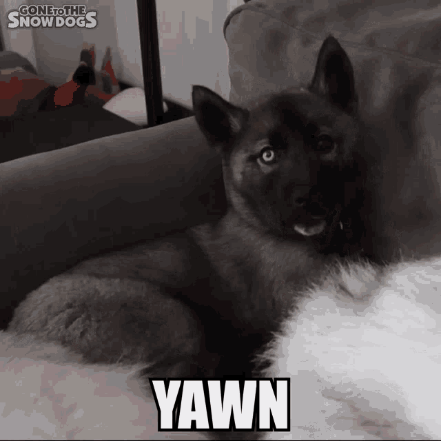 Gone To The Snow Dogs Gttsd GIF