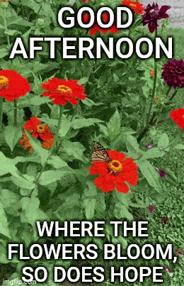 Good Afternoon GIF