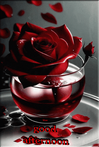 Good Afternoon GIF