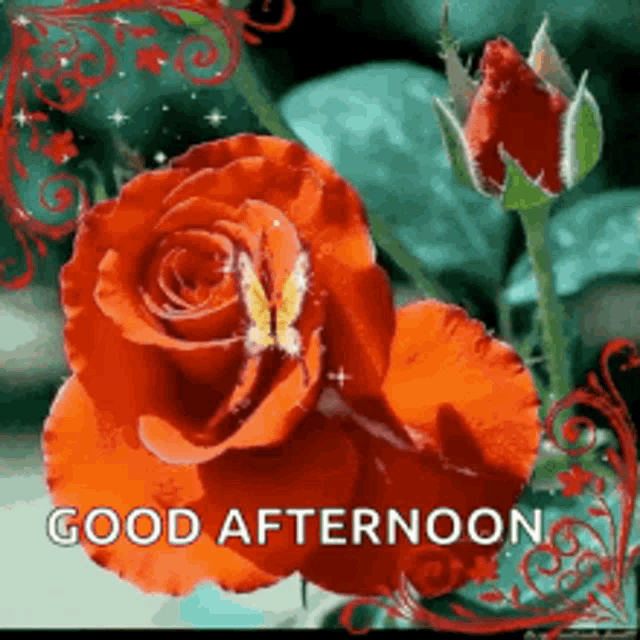 Good Afternoon Rollygifs GIF