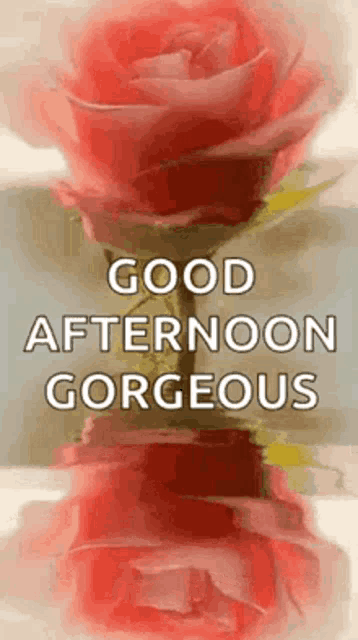 Good Afternoon Rollygifs GIF