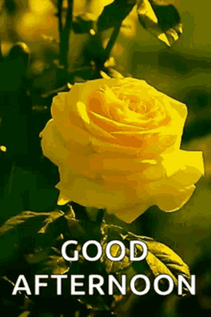 Good Afternoon Rollygifs GIF