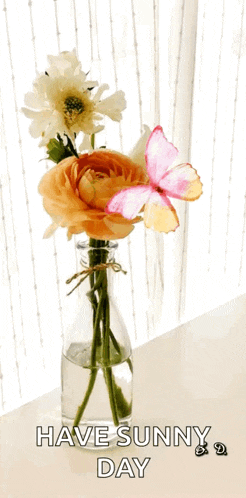 Good Afternoon GIF