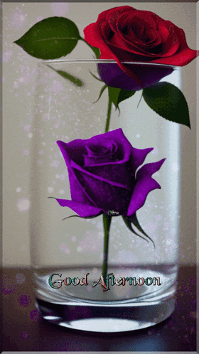Good Afternoon GIF