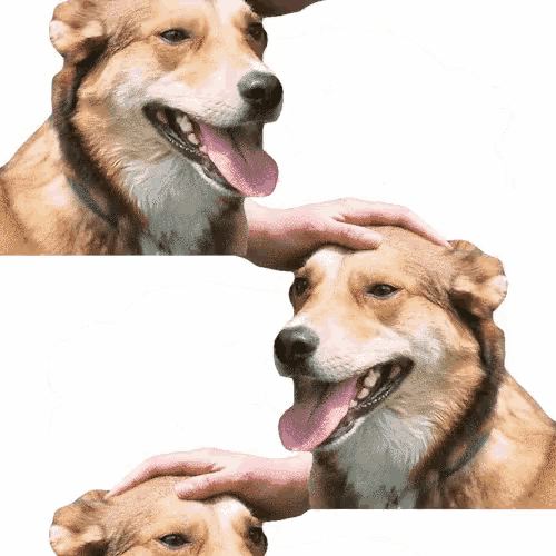 Good Boi Doggo GIF