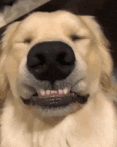 Good Boy Good Boi GIF