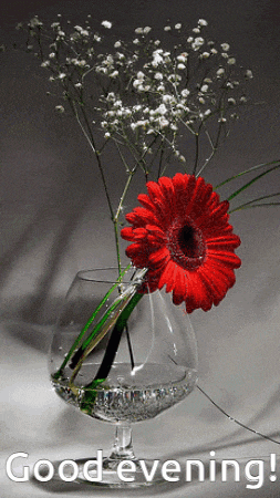 Good Evening Gif GIF
