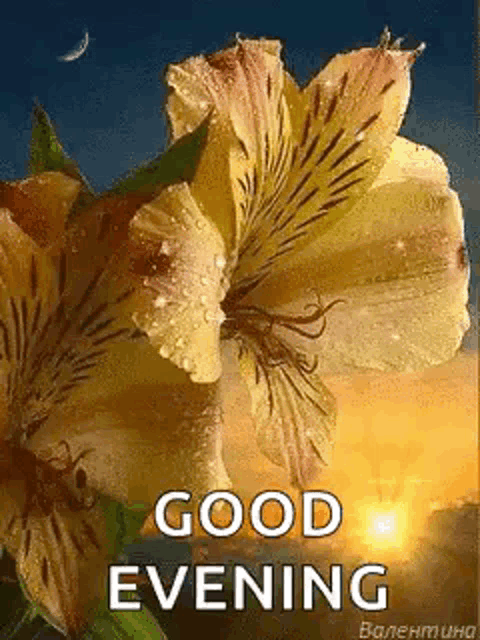 Good Evening Greetings GIF