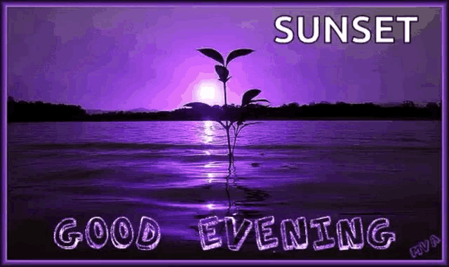 Good Evening Twinkle GIF