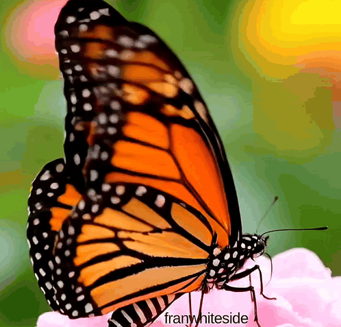 Good Morning Butterfly GIF
