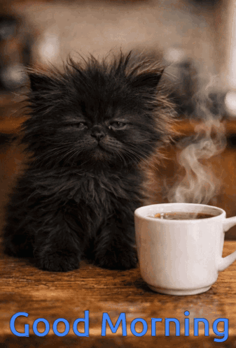 Good Morning Cute Cat GIF