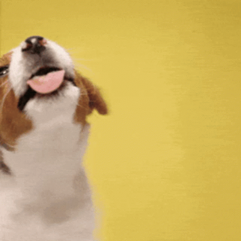 Good Morning GIF. This 498 x 498 animated GIF is part of our lustiger dienstag collection. Related themes include good, lol, morning. Created by DoxieMomma…
