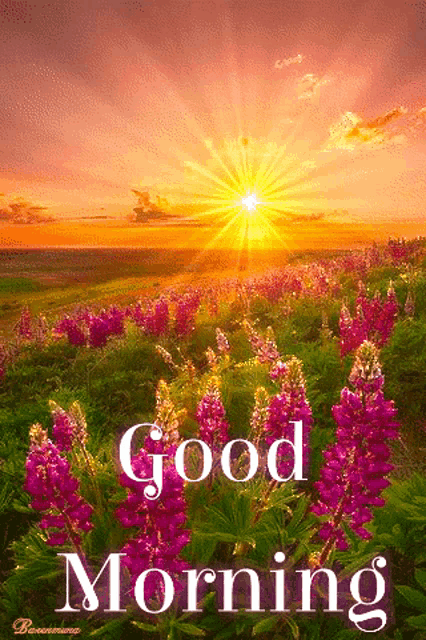 Good Morning GIF