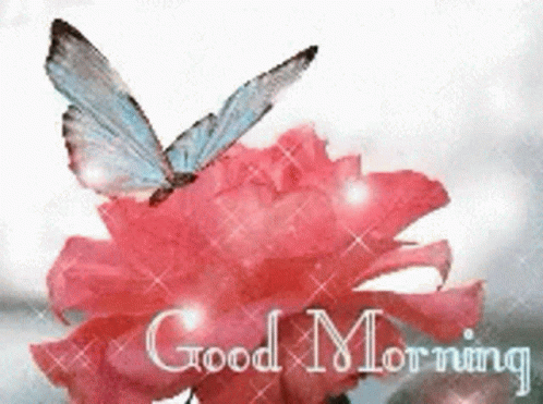 Good Morning Flower GIF