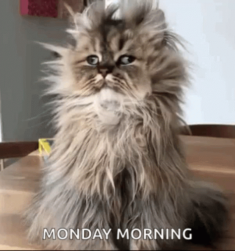Good Morning Funny Animals GIF. This 466 x 498 animated GIF is part of our lustige montags collection. Related themes include funny animals, good morning…