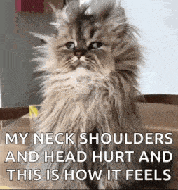 Good Morning Funny Animals GIF