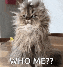 Good Morning Funny Animals GIF