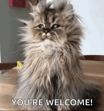Good Morning Funny Animals GIF. This 338 x 360 animated GIF is part of our you're welcome collection. Related themes include funny animals, good morning…